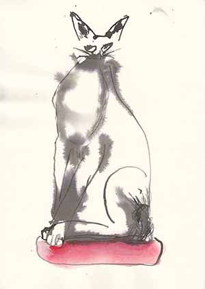 Cat with red pollow